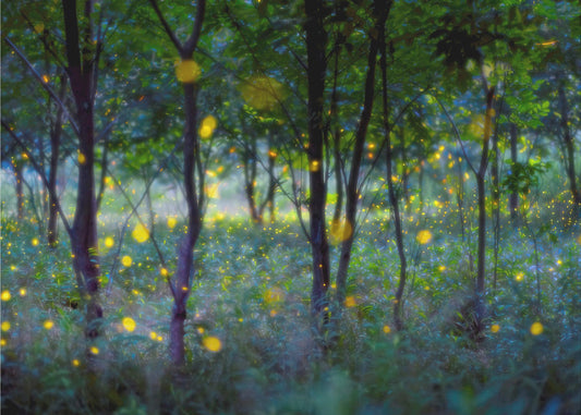 Magic fireflies | Wallpaper
