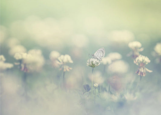 small world | Wallpaper