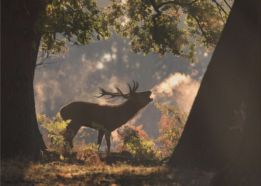 He Waits in the Shadows | Wallpaper