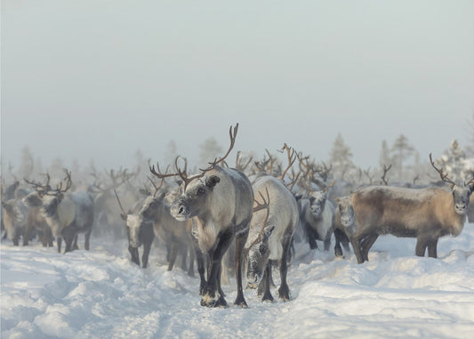 Reindeers | Wallpaper