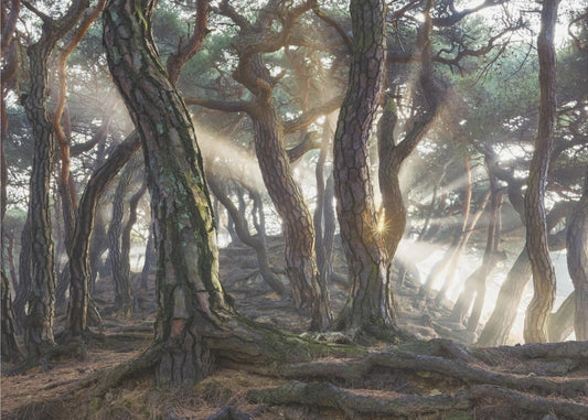 Sacred Pine Trees | Wallpaper