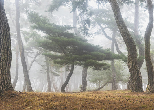 In The Misty Pine Forest | Wallpaper