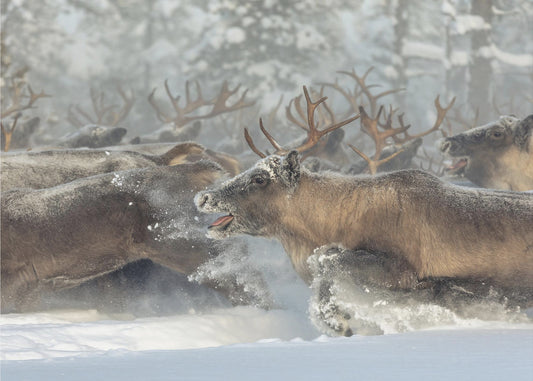 Reindeers III | Wallpaper