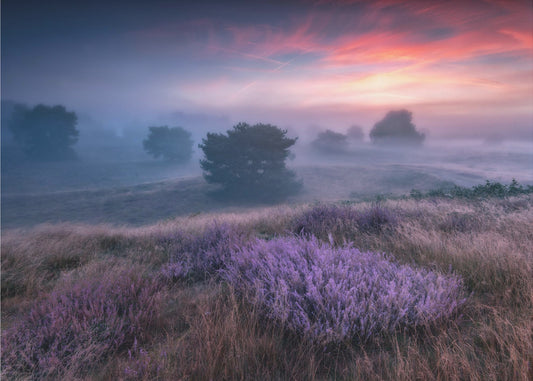&quot;the colors of heather&quot; | Wallpaper