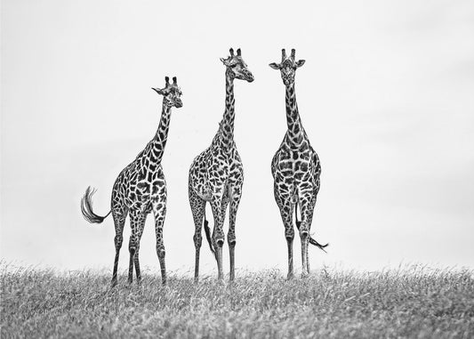 Giraffes in the  Mara plains | Wallpaper