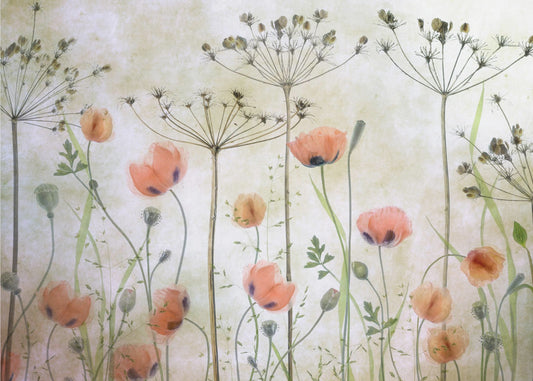Poppy Meadow | Wallpaper