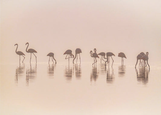 Flamingos in the mist | Wallpaper