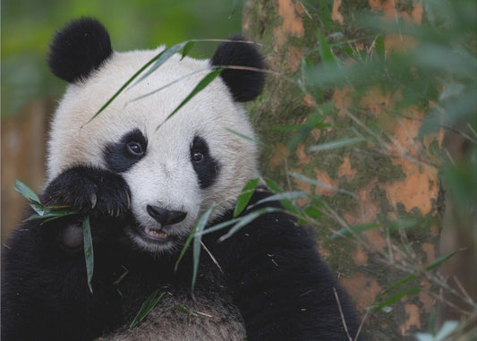 Bamboo Time | Wallpaper