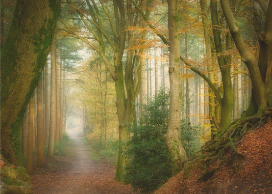 Following Fog | Wallpaper