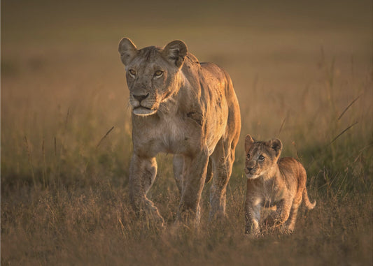 Mom lioness with cub | Wallpaper