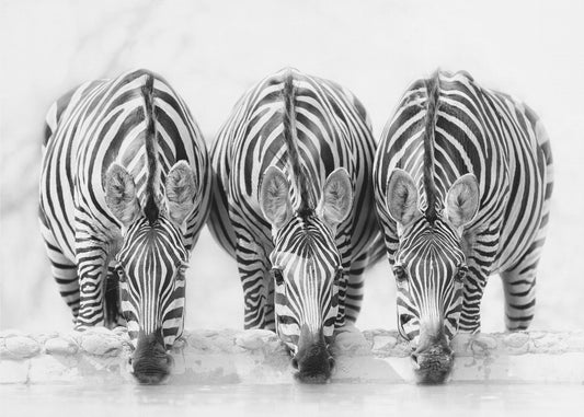Zebras | Wallpaper