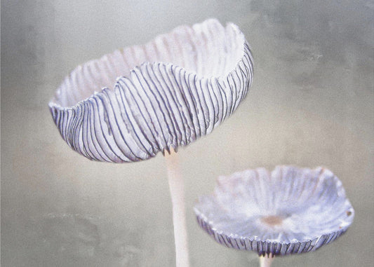mushroom | Canvas