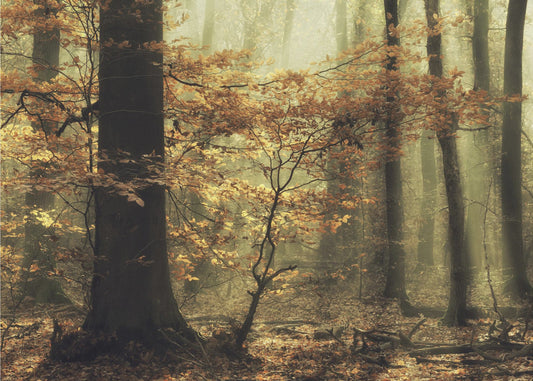 Soft fall | Wallpaper
