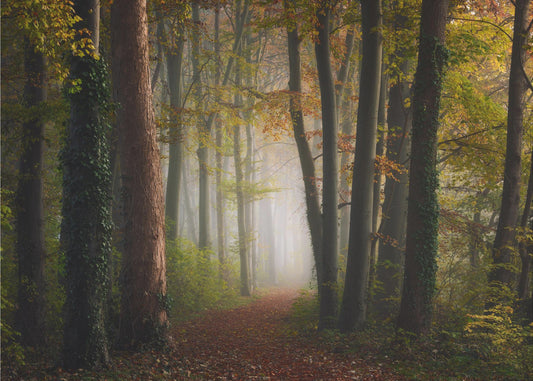 Autumn colorful forest | Wallpaper