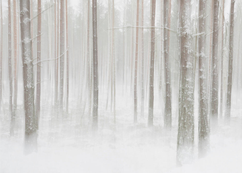Vinterskog i Sverige | Fototapet