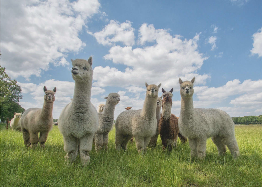 Send in the Alpaca's! | Wallpaper