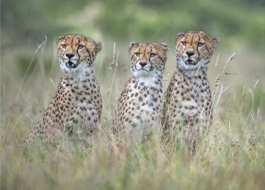 Cheetah cubs | Wallpaper