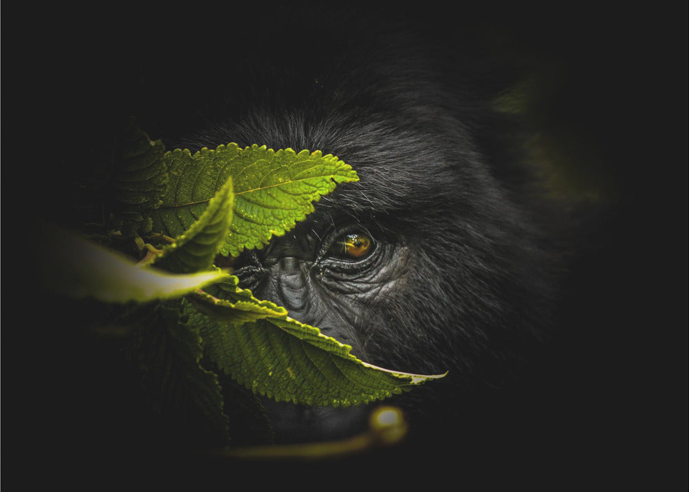 Geheimnisse bewahren | Fototapeten