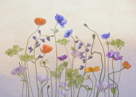 Poppy &amp; Anemone | Wallpaper