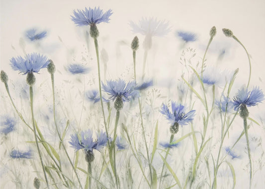 Cornflowers | Wallpaper