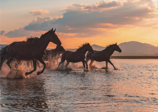 WATER HORSES | Wallpaper
