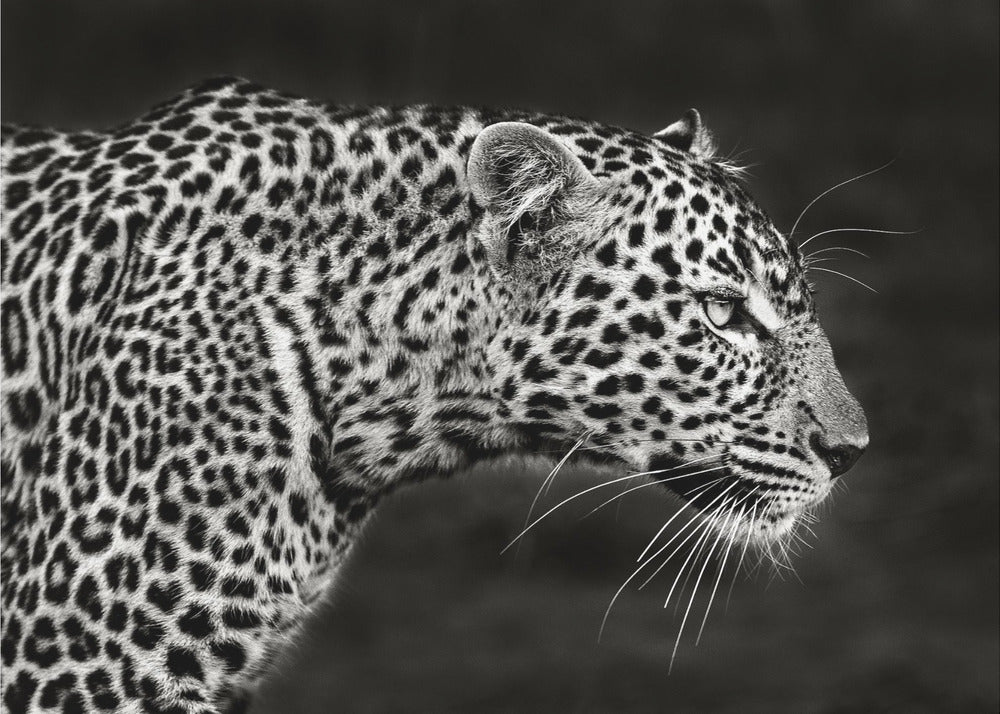 Leopard nærbillede | Lærredsbilleder