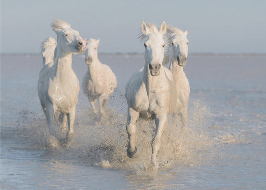 horses | Wallpaper