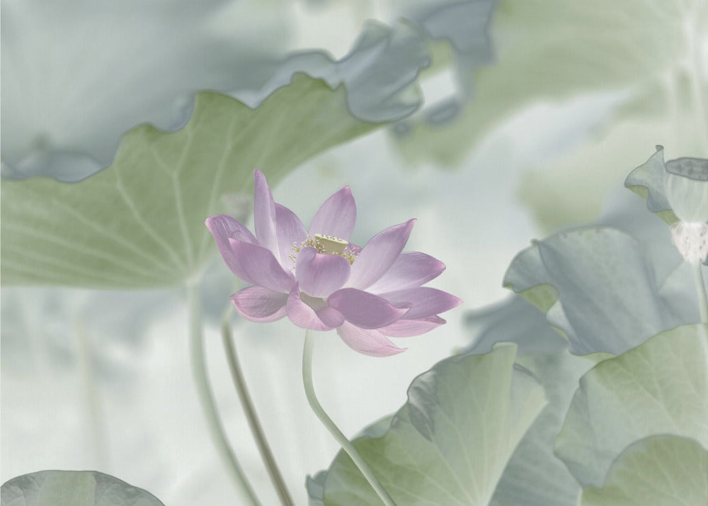 Lotus | Wallpaper