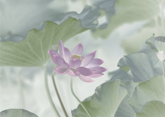 Lotus | Wallpaper