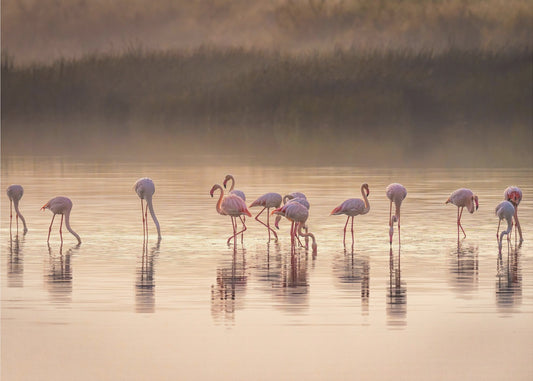 Photographic ode to Monet | Wallpaper