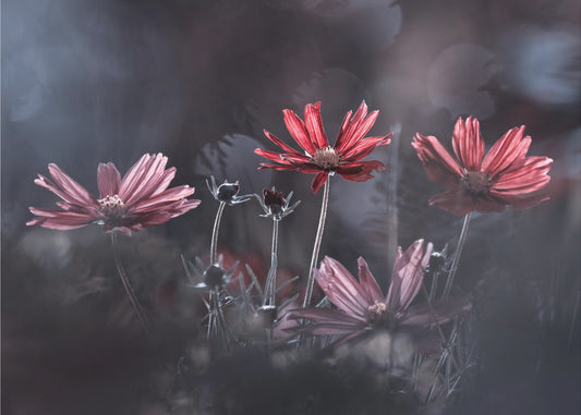 Les fleurs du Bien | Wallpaper