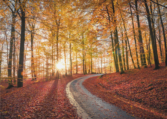 Road in Söderåsen nationalpark, Sweden | Wallpaper