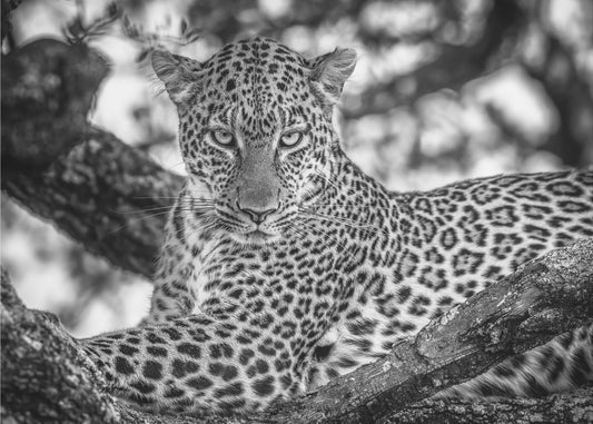 Monochrome beauty | Wallpaper