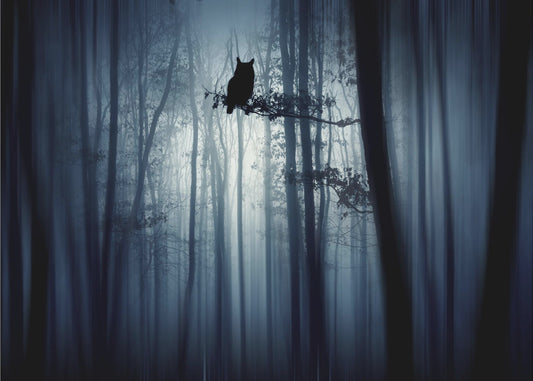 In the forest | Wallpaper