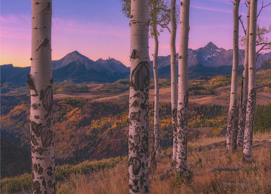 Aspen Frames | Wallpaper