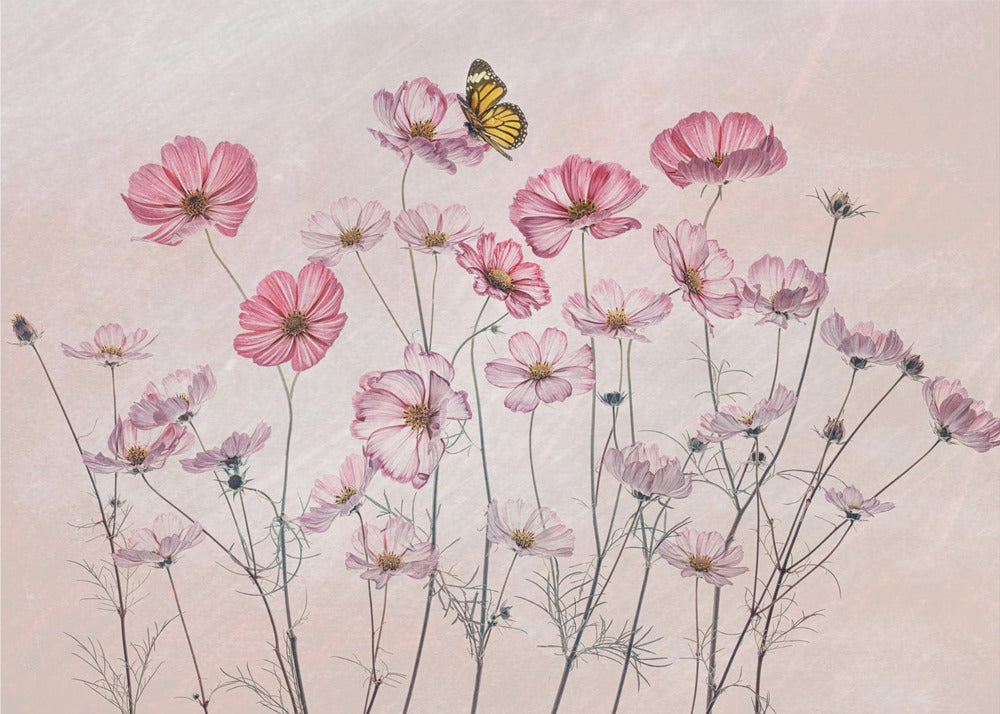 Cosmos and Butterfly | Wallpaper