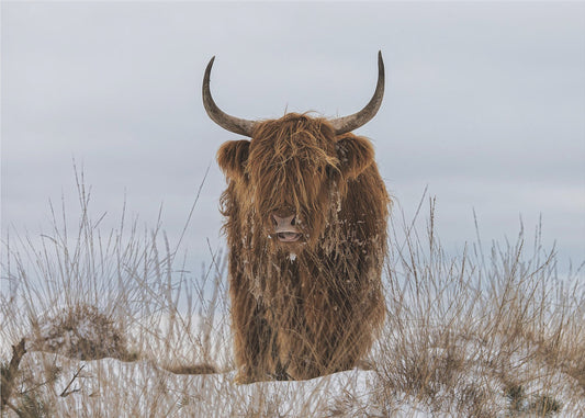 Highlander in Snow | Poster