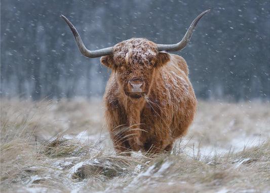 Snowy Highland cow | Wallpaper