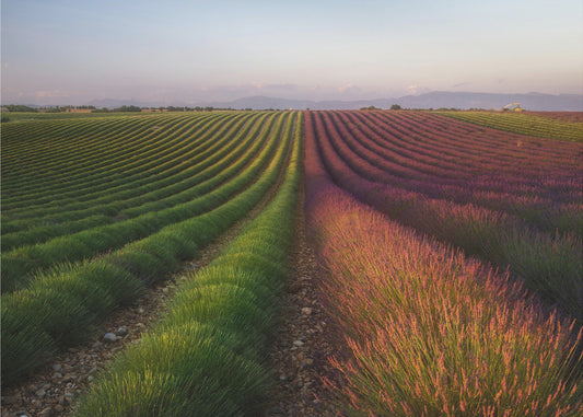 Field of lavender | Wallpaper