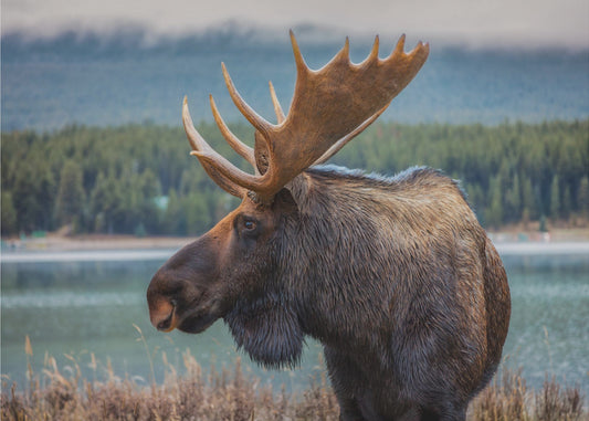 Moose | Wallpaper