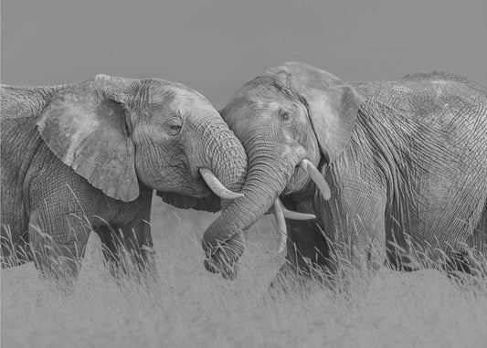 Elephant Flight | Wallpaper