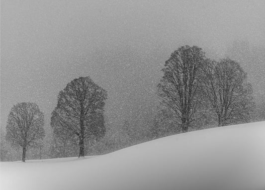 Schneewittchen | Leinwand-Bilder