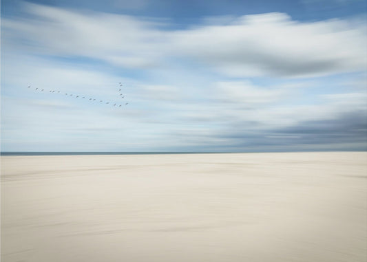 birds at the seaside | Wallpaper