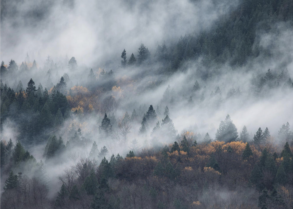 A path of the fog | Wallpaper