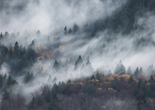 A path of the fog | Wallpaper