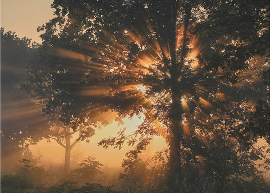 Burning tree | Wallpaper