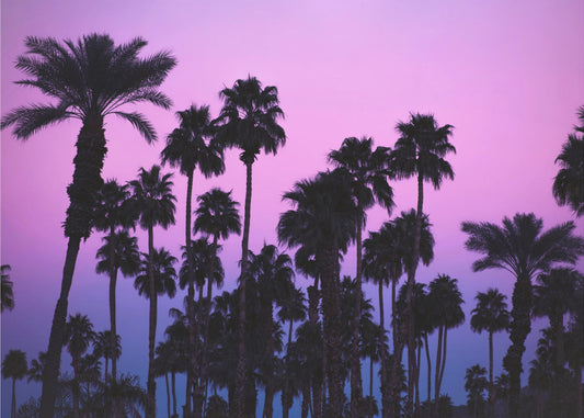 Palms with Pink Sky | Wallpaper