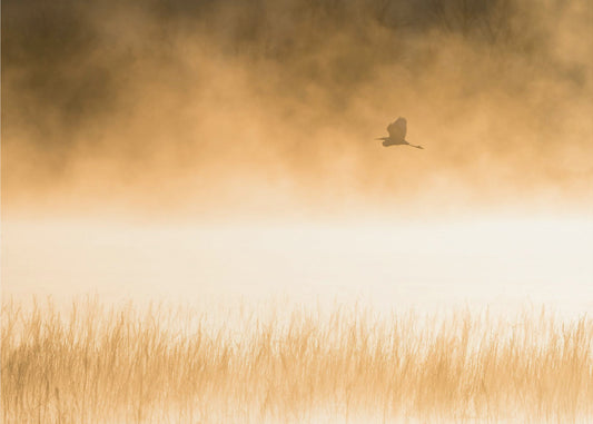 Morning Flight | Wallpaper