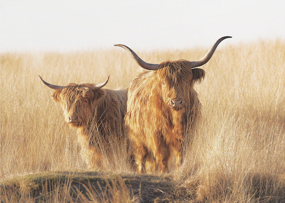 Young and old Highlander | Canvas