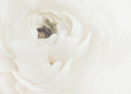 White Flower 02 | Poster